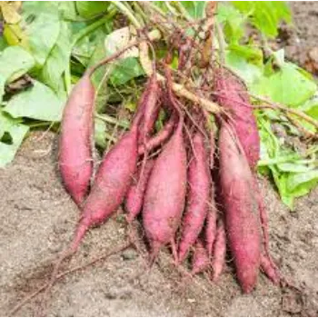 Natural Sweet Potato 